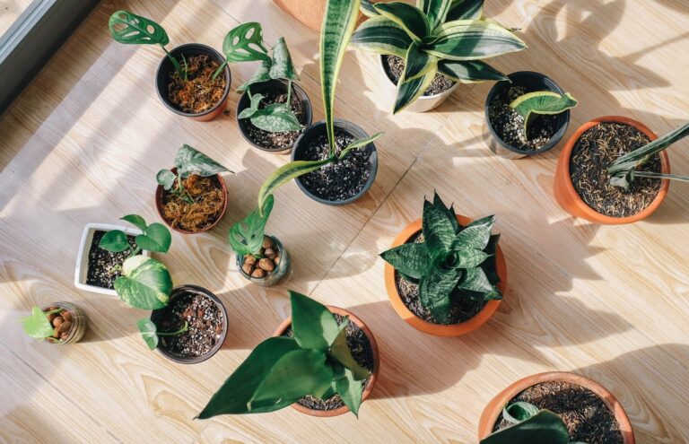 Best Indoor Plants for Your Home During Winter